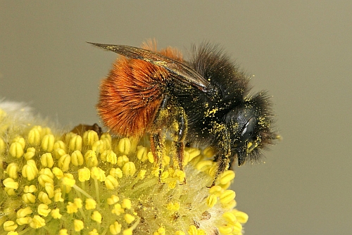 Bijen02.jpg